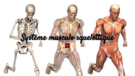 Syst Me Musculo Squelettique