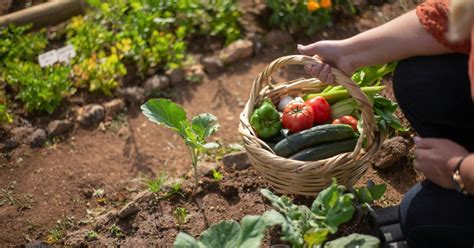 Quels L Gumes Perp Tuels Planter Pour Un Potager Durable A M Int Resse