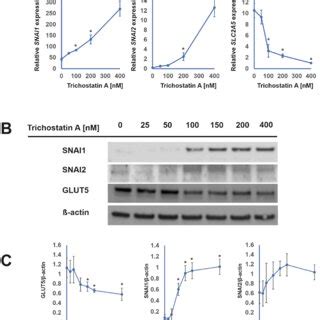 Effect Of Trichostatin A Treatment On The Expression Of The Selected