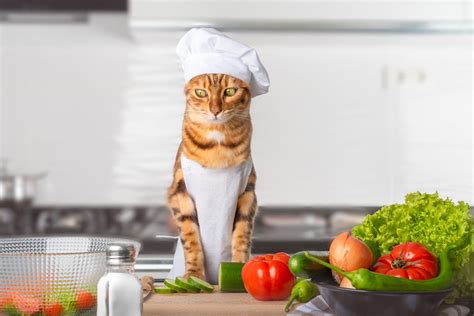 Id Es Recettes De Croquettes Pour Chat Quilibr Es Et Gourmandes