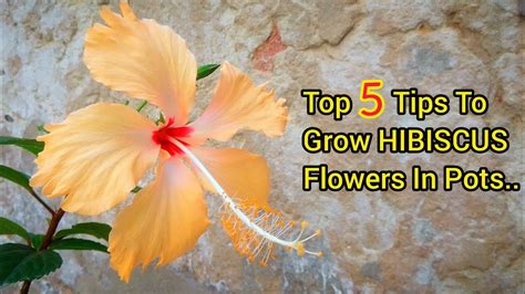 Top 5 Tips To Grow Hibiscus In Pots Pure Greeny Youtube