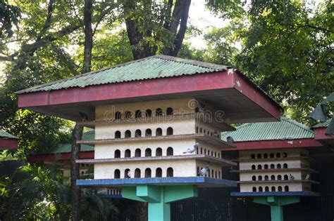 Wooden Pigeon House Inside The Park Stock Photo Image Of Tail Single