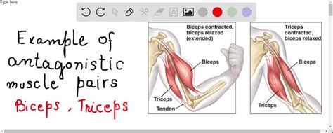 SOLVED:Explain why antagonistic muscle arrangements are necessary. Give ...