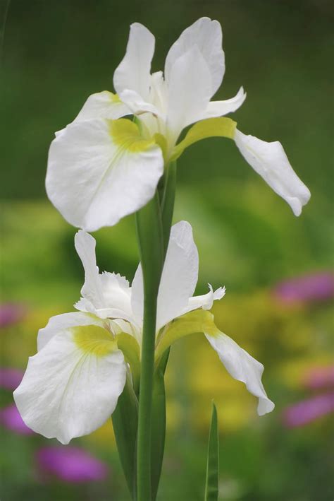 Iris Over Iris Photograph By Mtbobbins Photography Fine Art America