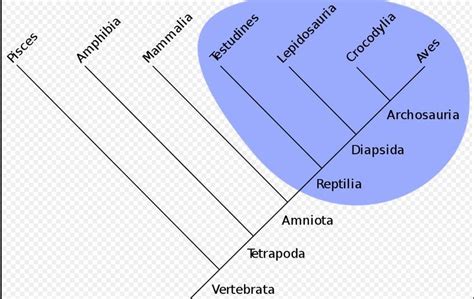 Filogenetik Ditunjukkan Oleh Begini Penjelasan Lengkapnya