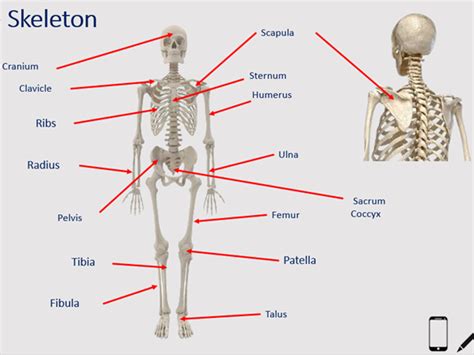 Igcse Pe 1 Aandp Skeleton And Joints Teaching Resources