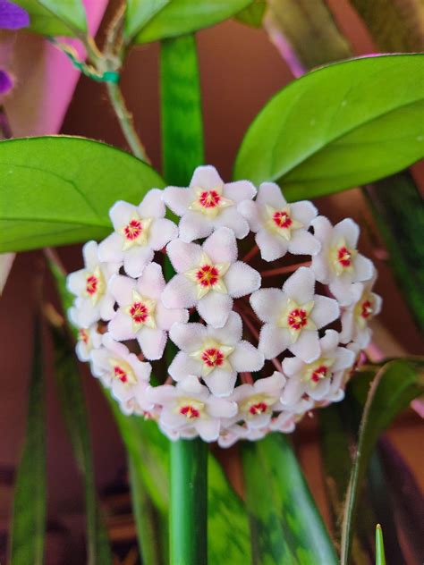 My Hoya is blooming! : r/houseplants