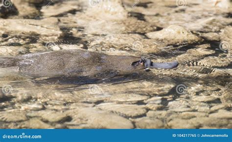 Platypus Swimming in a Creek. Stock Image - Image of creek, swimming ...