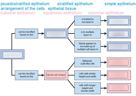 Concept Map Epithelial Tissues Diagram Quizlet