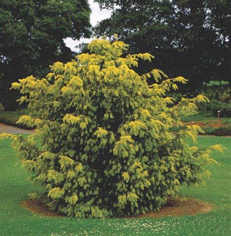 Cis Pospolity Taxus Baccata Dovastonii Aurea Made In Forest