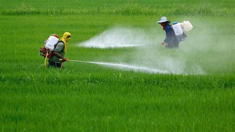 Los Peligros Del Uso De Plaguicidas En La Agricultura