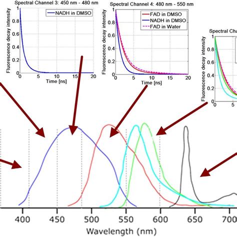 Fluorescence Lifetime Spectra Of Nadh And Fad Mixtures Shows Different Download Scientific