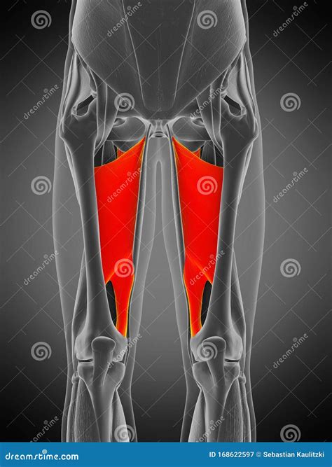 The Adductor Magnus Royalty Free Illustration 56286768