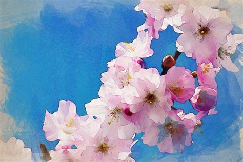 25+ Cherry Blossom Watercolor Inspirations to Dream About ...