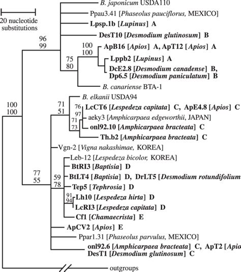 Bootstrap Majority Rule Maximum Parsimony Mp Consensus Tree For Tfda