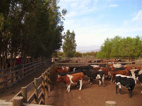 Prácticas Adecuadas En El Arreo 2000agro Revista Industrial Del Campo