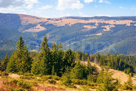 Wald Szene Wandern Stock Bild Colourbox