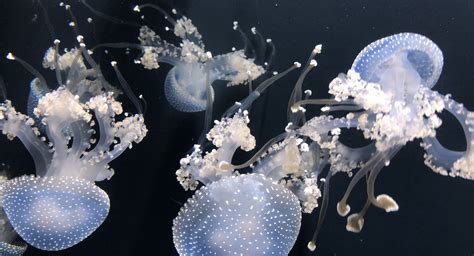 Pin By H Neym Ru On Arrrrfffhhrrrbbbbb In Sea Jellies Blue