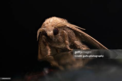 Moth Closeup High Res Stock Photo Getty Images