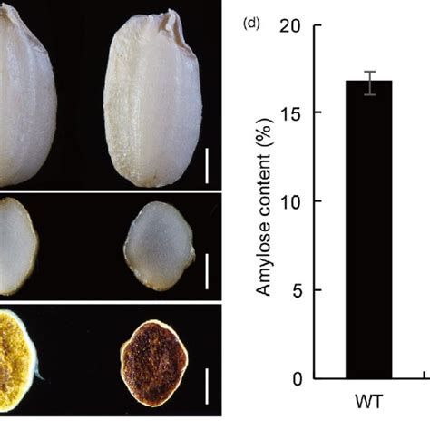 Phenotypic Analysis Of The Du13 Mutant A C Phenotypes Of Wild Type