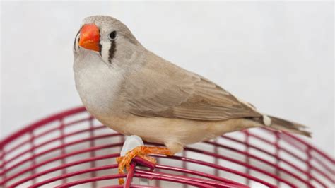 Society Finches Male Or Female