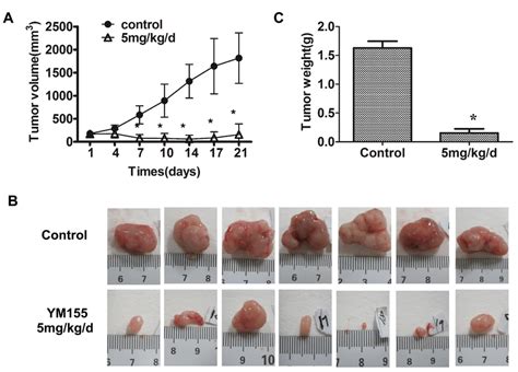 YM155 Inhibits Xenograft Growth Of Gastric Cancer Tumor Xenografts