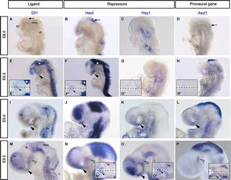 Notch Components Dll1 Hes5 Hey1 And The Proneural Gene Ascl1 Are