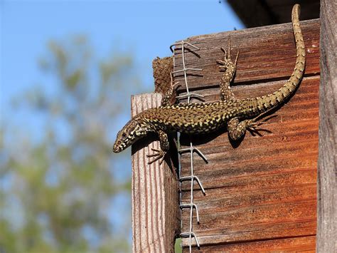 Lézard des murailles Parc de Gerland Lyon 7è Dominique TISSIER