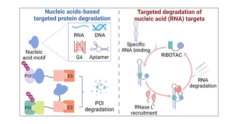 Nucleic Acid Based Targeted Degradation In Drug Discovery Journal Of