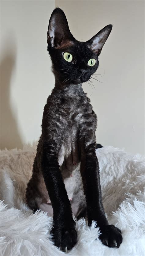Gatos devon rex – Artofit