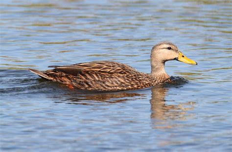 Mottled Duck In The Florida Everglades Stock Photo Image 42965318