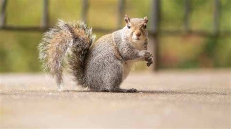 Why Are Squirrels So Cute [7 Reasons People Love Them ]