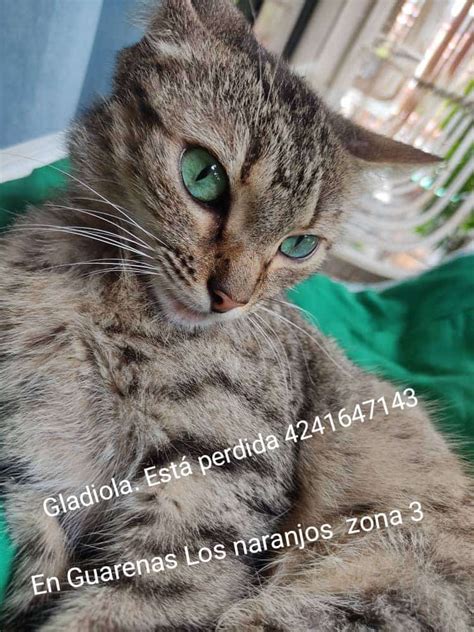 Yara Calcagno On Twitter Atenci N Se Busca Guarenas Los Naranjos Zona