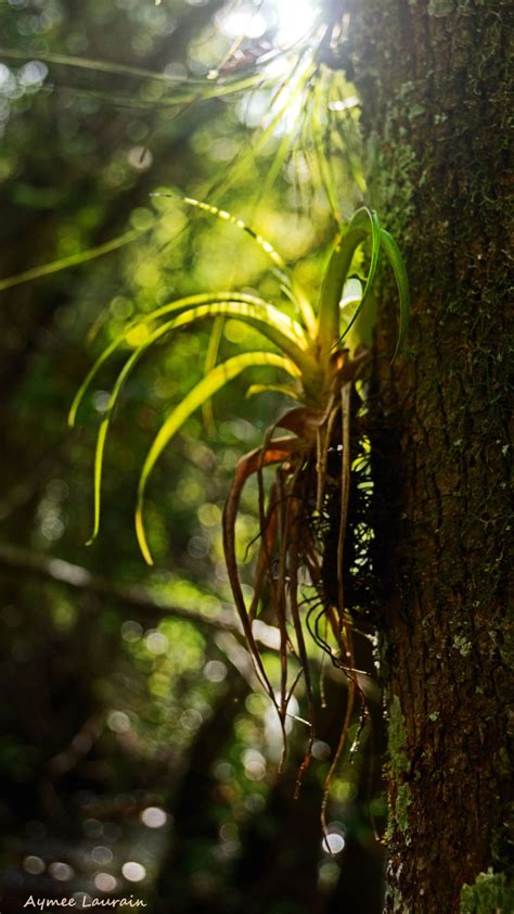 Fakahatchee Strand Preserve State Park Imagine Our Florida Inc