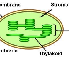 Photosynthesis Reactions Of Photosynthesis Mechanism Of Off