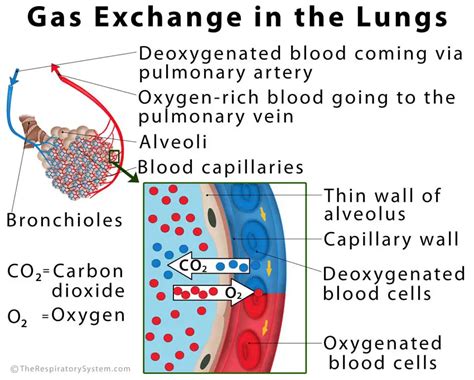 Lung Gas Exchange Diagram