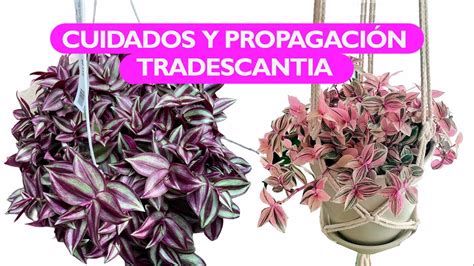 Todo lo que tenés que saber sobre la Tradescantia Zebrina YouTube