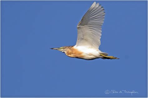 Squacco Heron Photographed At Lagunas De Campotejar Murcia Flickr