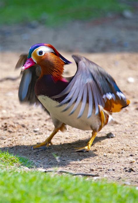 Mandarin duck stock photo. Image of plumage, wing, fowl - 302656986