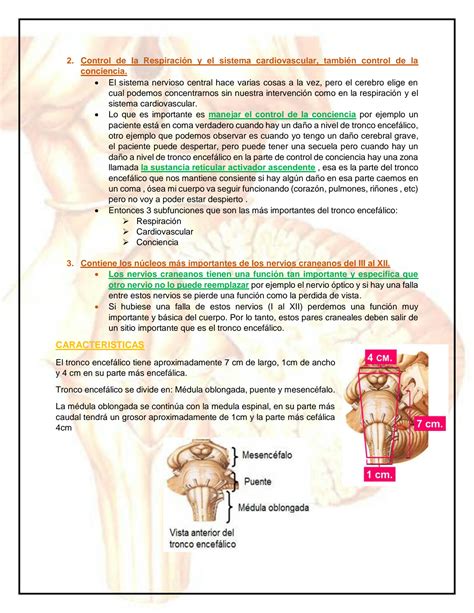 Solution Anatomia Ucsm Tronco Encefalico Fase Studypool