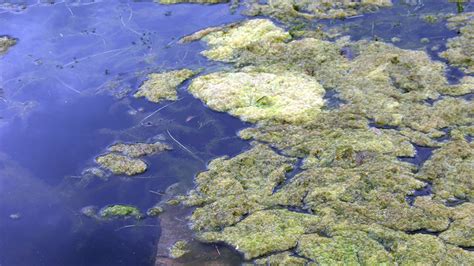 Alga Tossica Nel Mare Di Duino Monitoraggio Lungo La Costa