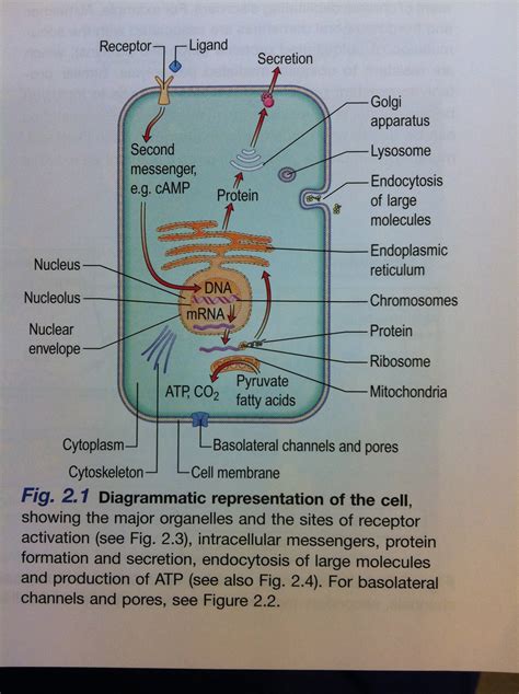 Are unauthorized copies of popular medical textbooks being sold in