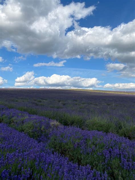 Lavender fields | Natural landmarks, Beautiful moments, Nature