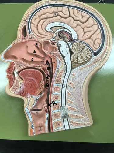 Sagittal Head Flashcards Quizlet