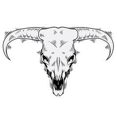 Steer skull Royalty Free Vector Image - VectorStock