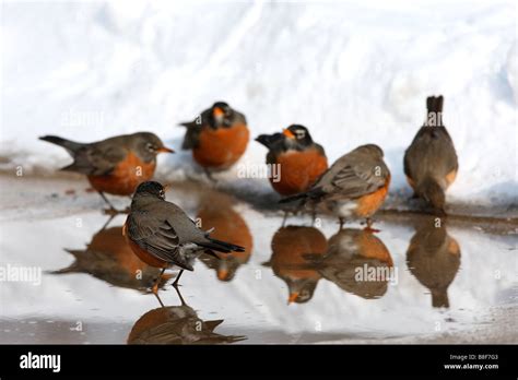 American Robin Flock Hi Res Stock Photography And Images Alamy