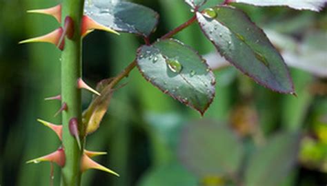 How To Id A Shrub With Thorns Garden Guides