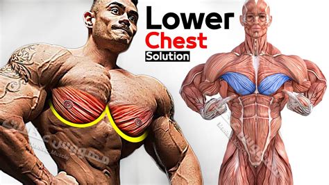 How To Build Your Lower Chest Workout 5 Best Exercise Solution