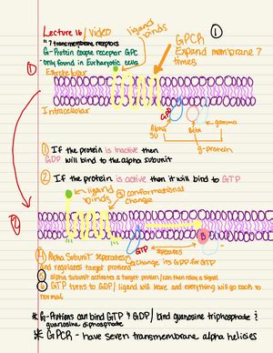 Peds Neuro Ii Outline Neuro Ii Pediatrics Outline Lecture Adhd