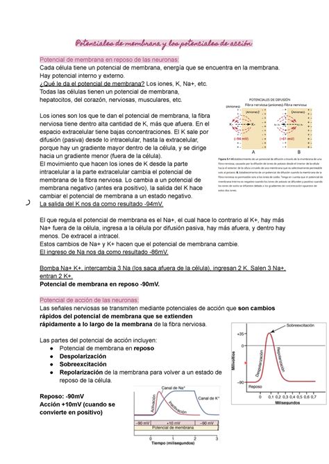 Cap 5 Potencial De Membrana Y Acción Potenciales De Membrana Y Los